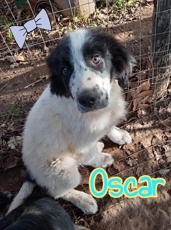 🌟 Oscar, 4 Mesi Di Dolcezza Pura – Cerca La Sua Famiglia Per Sempre